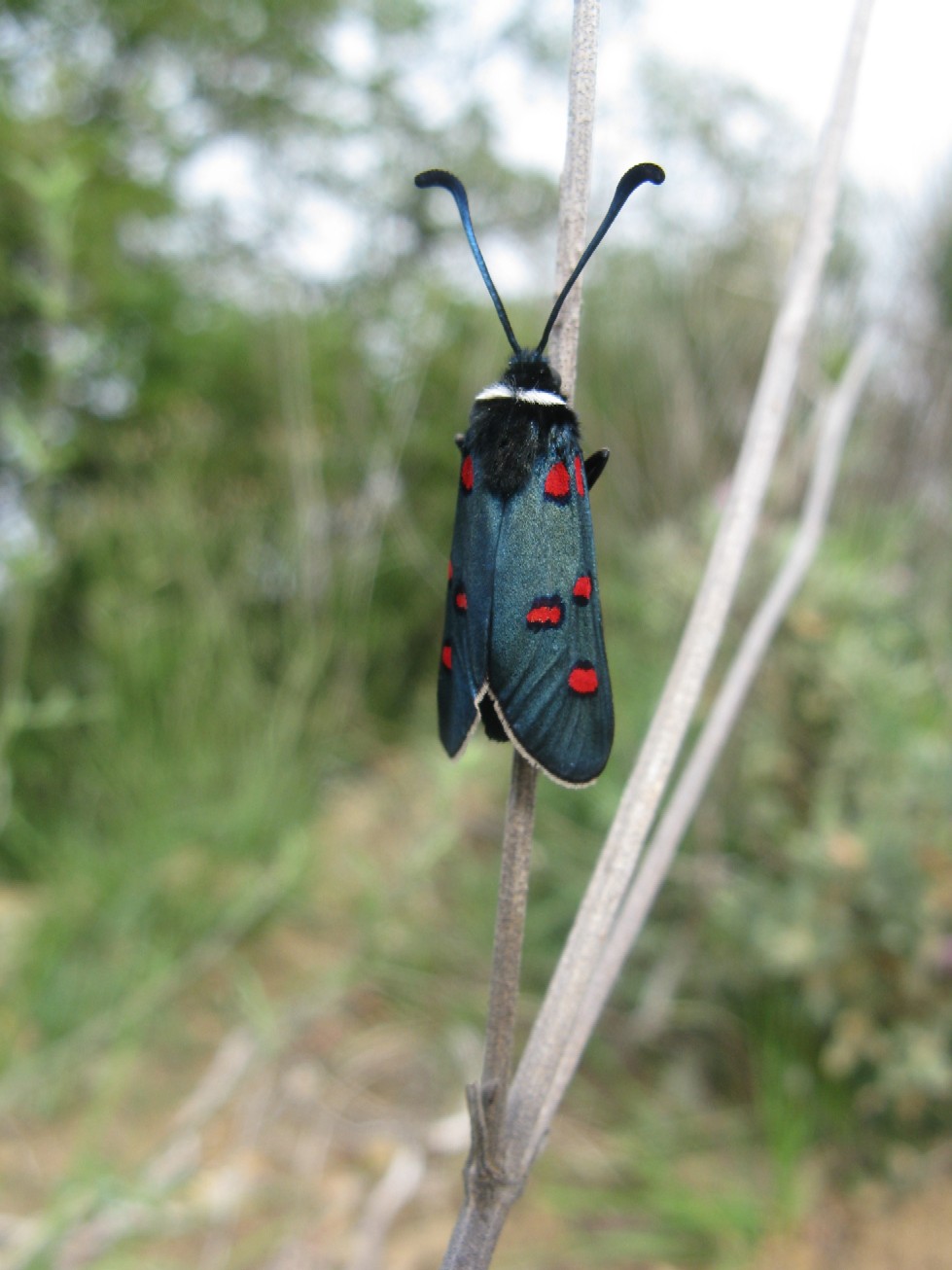 Una Zigena ligure - Zygaena (Zygaena) lavandulae